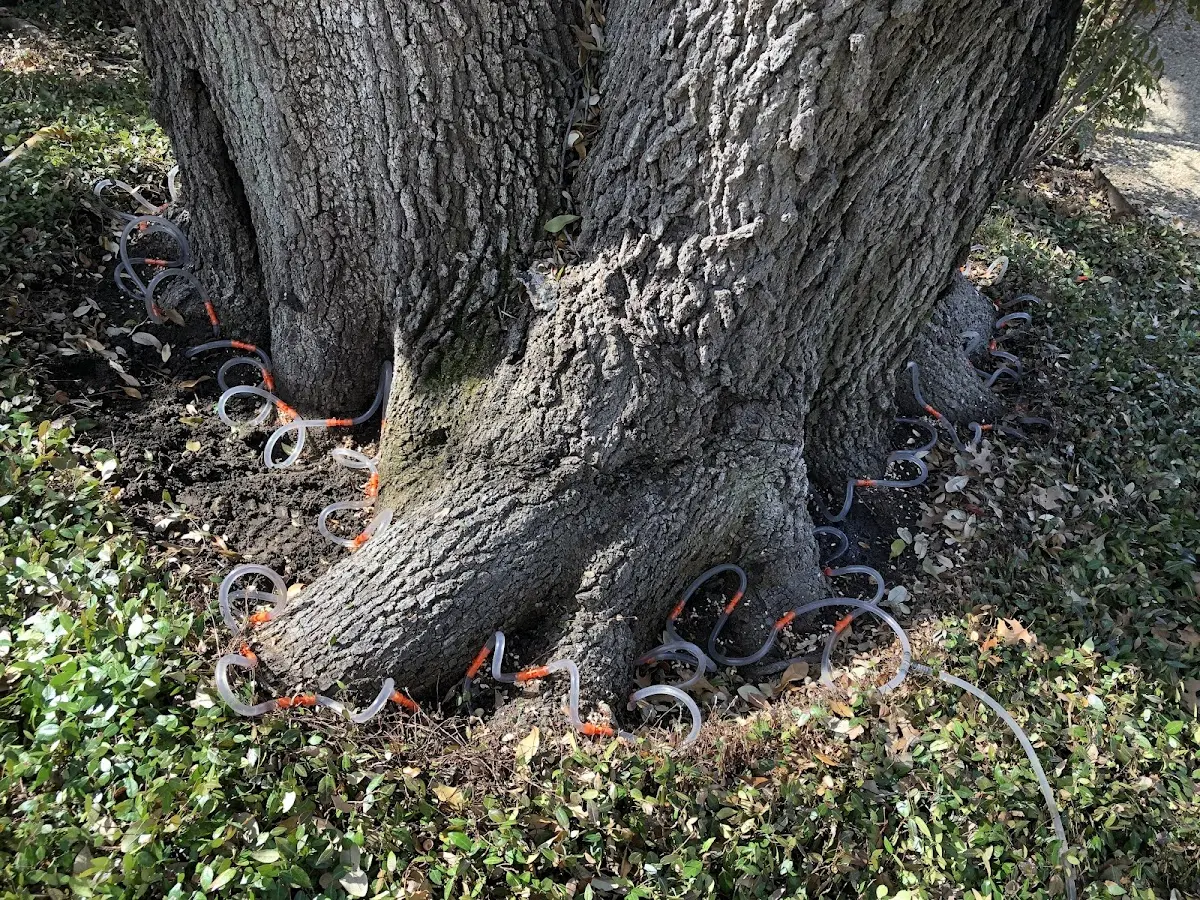 Detailed Shrub and Hedge Trimming job site in Tuscola