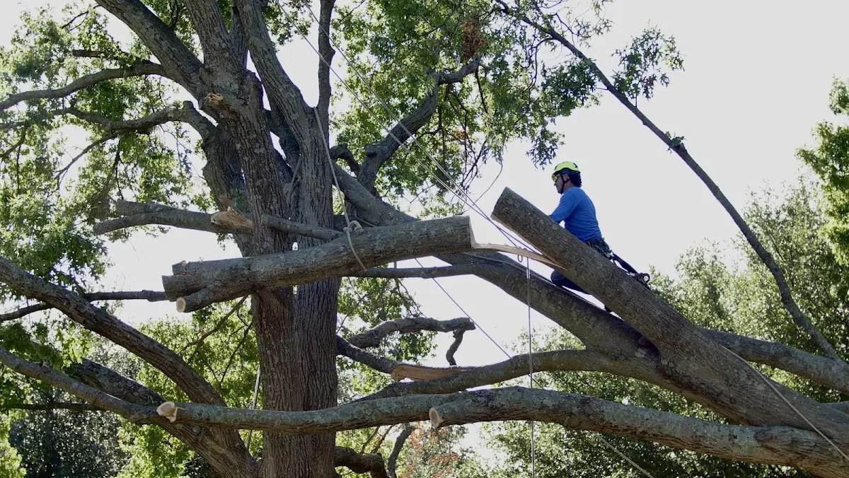 Professional Crown Thinning performed by certified arborists in Tuscola